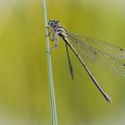 Weibliche Azurjungfer (Coenagrion spec.)