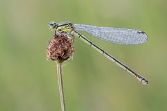 Weibliche Azurjungfer