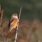 weibliche Bartmeise am Schilfhalm