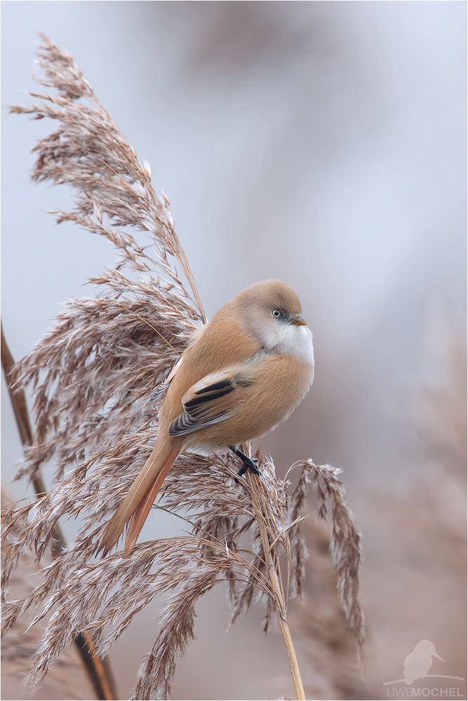 weibliche Bartmeise Bartmeise (Panurus biarmicus)