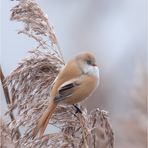 weibliche Bartmeise Bartmeise (Panurus biarmicus)