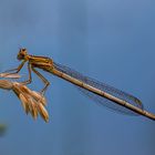 Weibliche Blaue Federlibelle