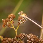 weibliche Blaue Federlibelle Platycnemis pennipes  