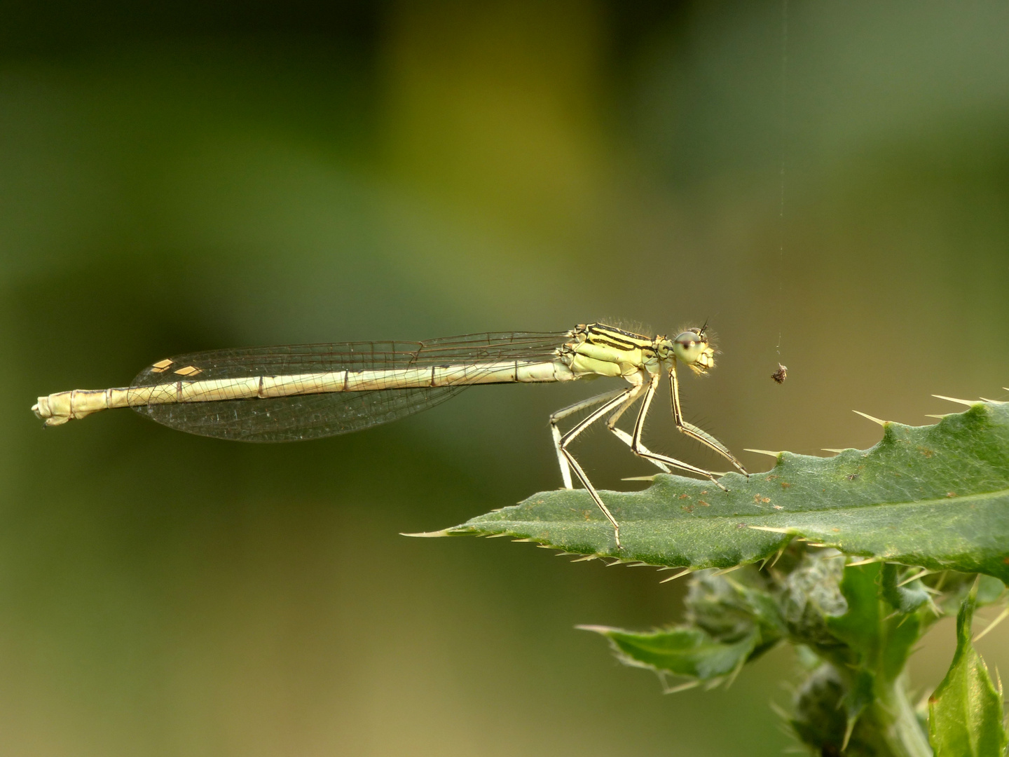 Weibliche Blaue Federlibelle ( Platycnemis pennipes )