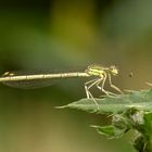 Weibliche Blaue Federlibelle ( Platycnemis pennipes )