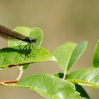 Weibliche Blauflügel-Prachtlibelle (Calopteryx virgo)