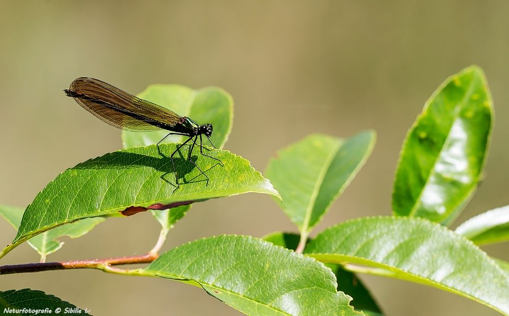 Weibliche Blauflügel-Prachtlibelle (Calopteryx virgo)