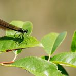 Weibliche Blauflügel-Prachtlibelle (Calopteryx virgo)