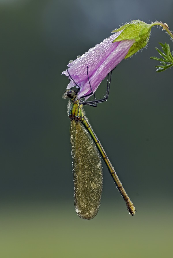 Weibliche, blauflügelige Prachtlibelle