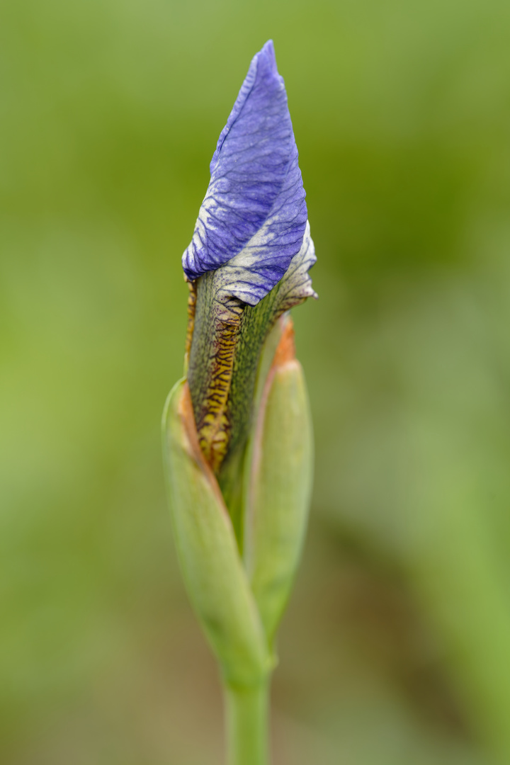 Weibliche Blüte