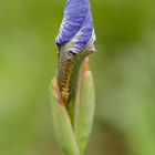 Weibliche Blüte