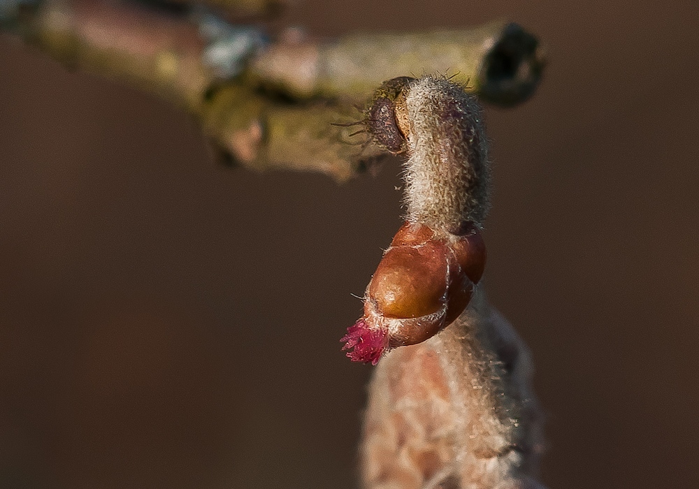 Weibliche Blüte der Gemeinen Hasel (Corylus avellana