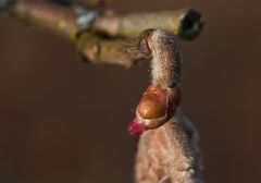 Weibliche Blüte der Gemeinen Hasel (Corylus avellana