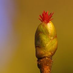 weibliche Blüte der Hasel 2