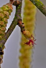 weibliche Blüte der Hasel