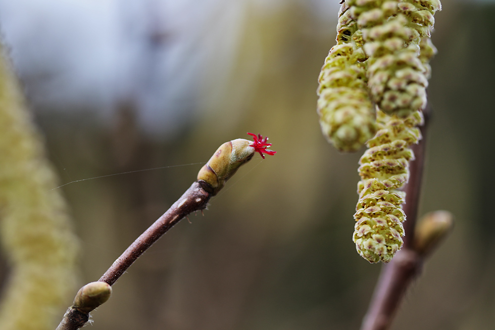 weibliche Blüte der Haselnuss