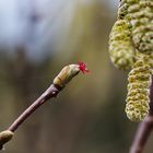 weibliche Blüte der Haselnuss