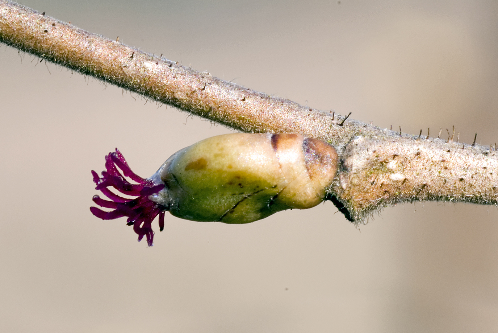 Weibliche Blüte der Haselnuss (Corylus avellana)