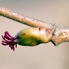 Weibliche Blüte der Haselnuss (Corylus avellana)