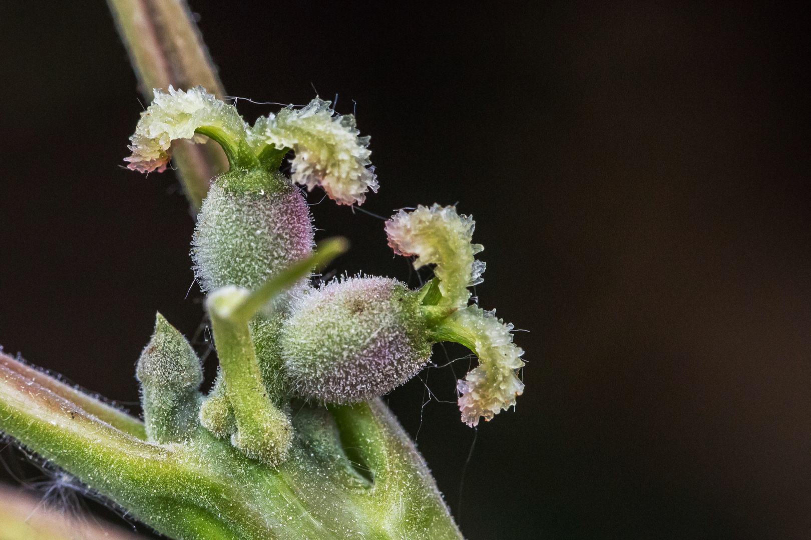 Weibliche Blüte der Walnuss Foto &amp; Bild | flora, baum, natur Bilder auf ...