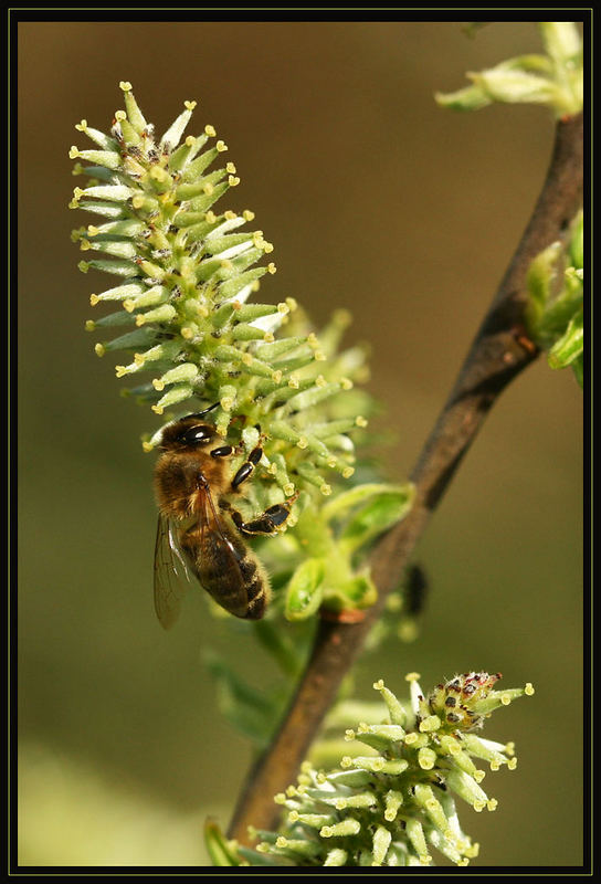 Weibliche Blüte mit Besuch