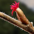 Weibliche Blüte vom Haselstrauch