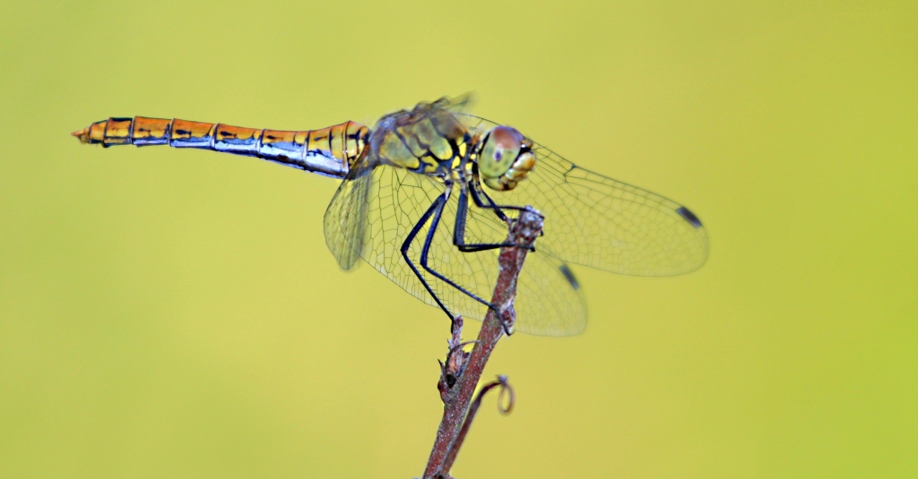 weibliche Blutrote Heidelibelle