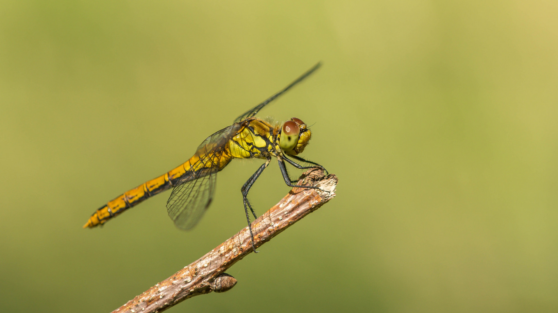 weibliche Blutrote Heidelibelle