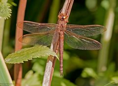 Weibliche Braune Mosaikjungfer