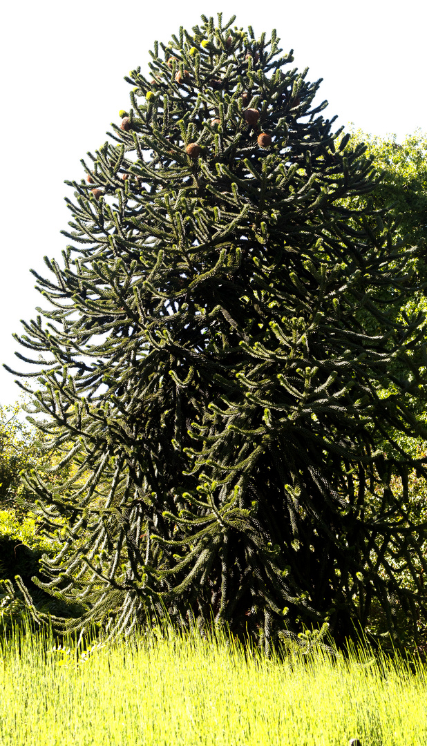 Weibliche Chilenische Araukarie (Araucaria araucaria)