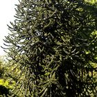 Weibliche Chilenische Araukarie (Araucaria araucaria)