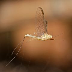 Weibliche Eintagsfliege (Cleon dipterum) im Spinnennetz