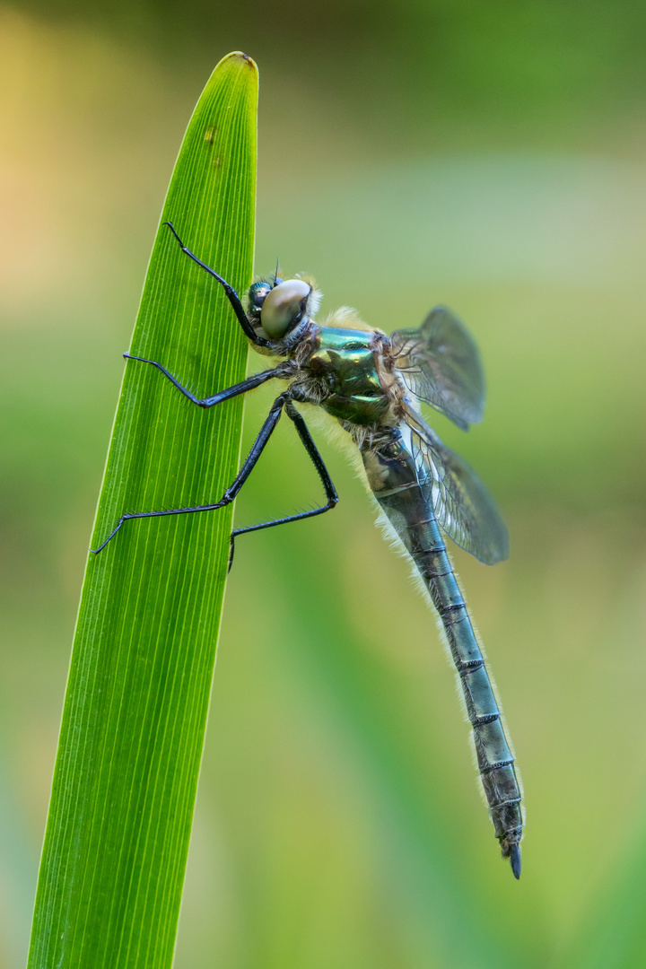 Weibliche Falkenlibelle 