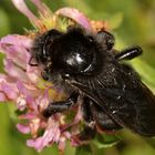 Weibliche Felsen-Kuckuckshummel, Bombus rupestris