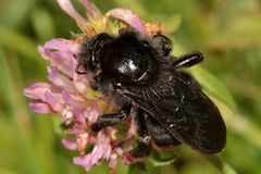 Weibliche Felsen-Kuckuckshummel, Bombus rupestris