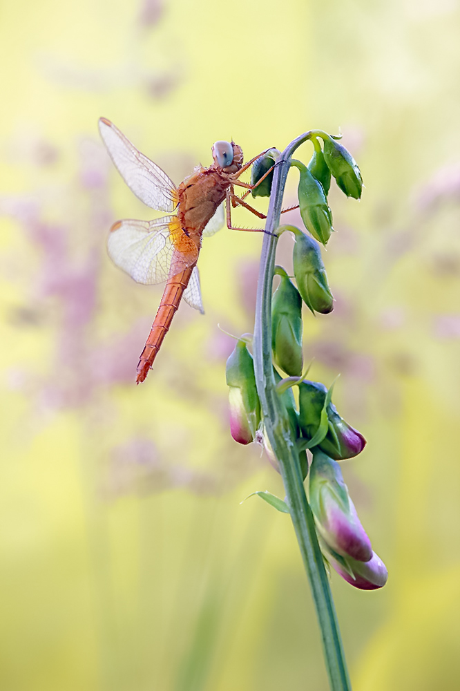 weibliche Feuerlibelle