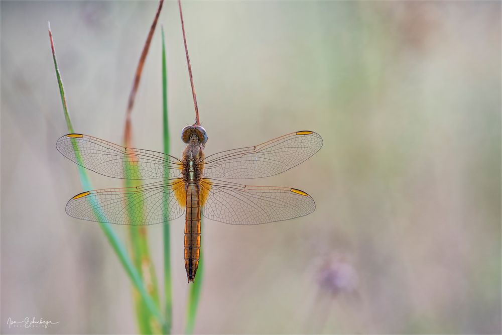 Weibliche Feuerlibelle