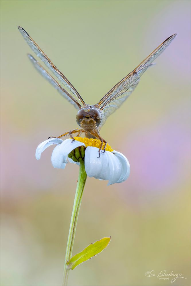 weibliche Feuerlibelle