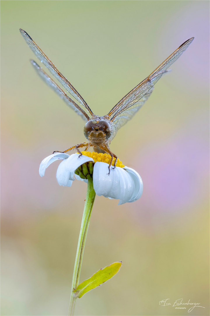 weibliche Feuerlibelle