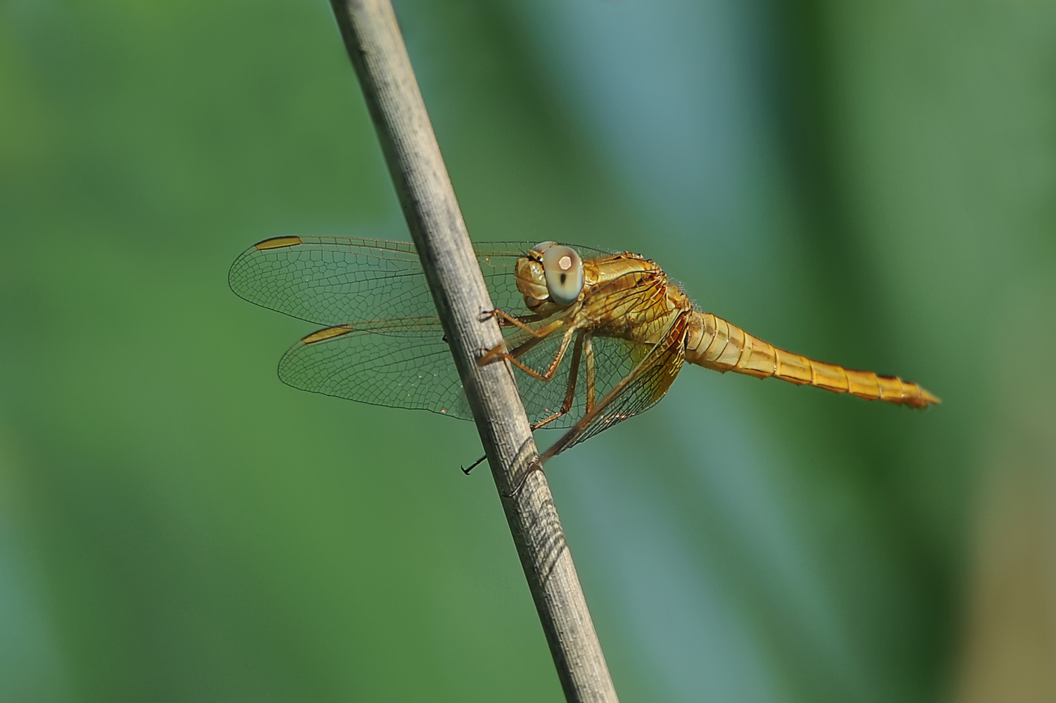 weibliche Feuerlibelle