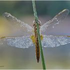 weibliche feuerlibelle am frühen morgen.....