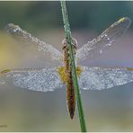 weibliche feuerlibelle am frühen morgen.....