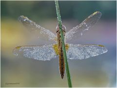 weibliche feuerlibelle am frühen morgen.....