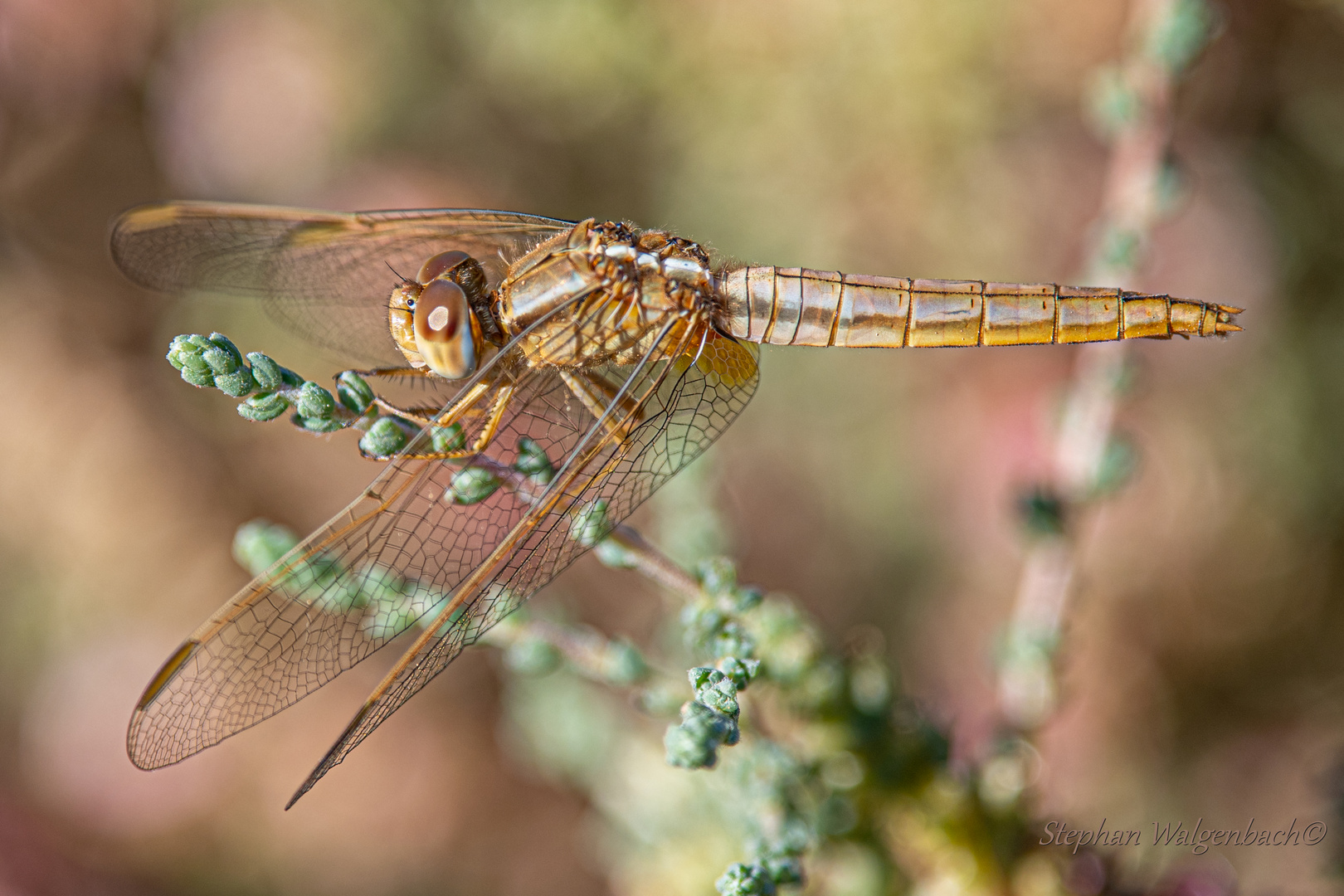 Weibliche Feuerlibelle (Crocothemis erythraea)