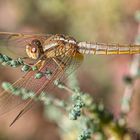 Weibliche Feuerlibelle (Crocothemis erythraea)