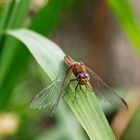 Weibliche Feuerlibelle (Crocothemis erythraea)