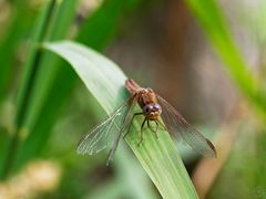 Weibliche Feuerlibelle (Crocothemis erythraea)