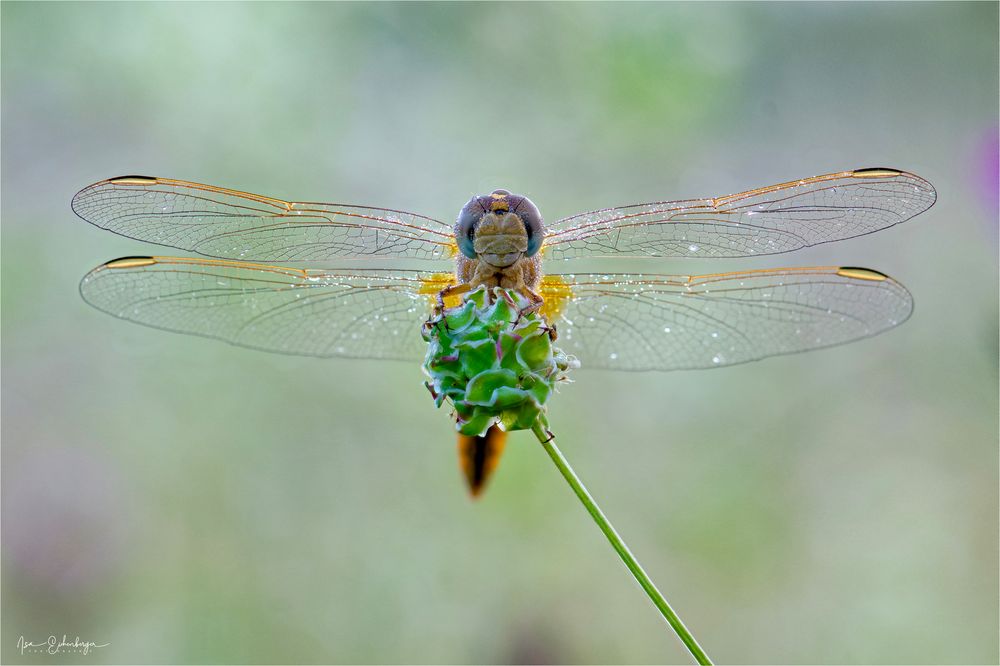 Weibliche Feuerlibelle