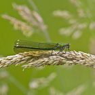   Weibliche Gebänderte Prachtlibelle