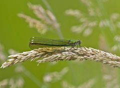   Weibliche Gebänderte Prachtlibelle